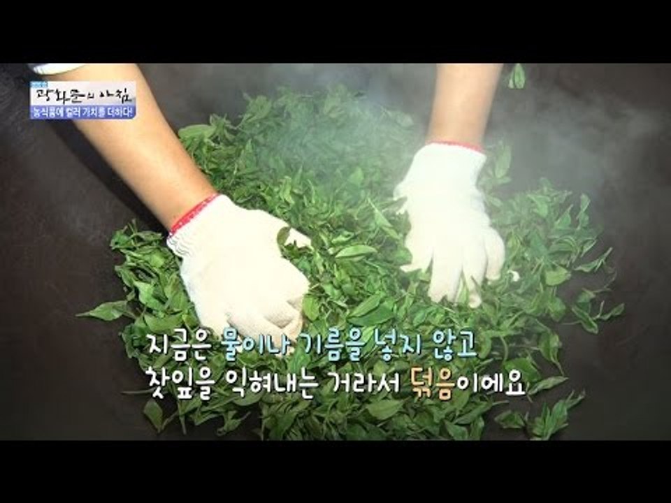 금을 먹고 자란 금차! 일반 녹차가 아니다! [광화문의 아침] 333회 20161011