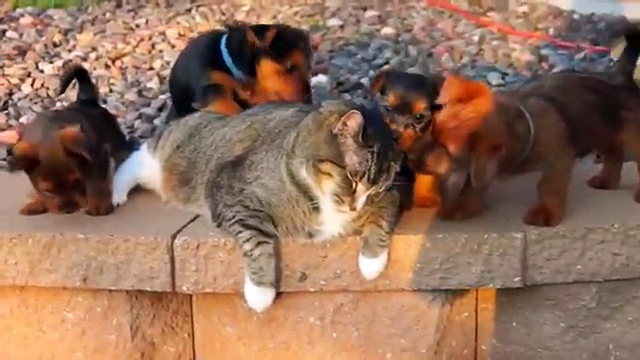 funny puppies video compilation 2017