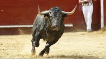 tierra de toros, las castas bravas PARTE-2-bullfighting festival Crazy bull attack people #304