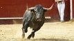 tierra de toros, las castas bravas PARTE-2-bullfighting festival Crazy bull attack people #304