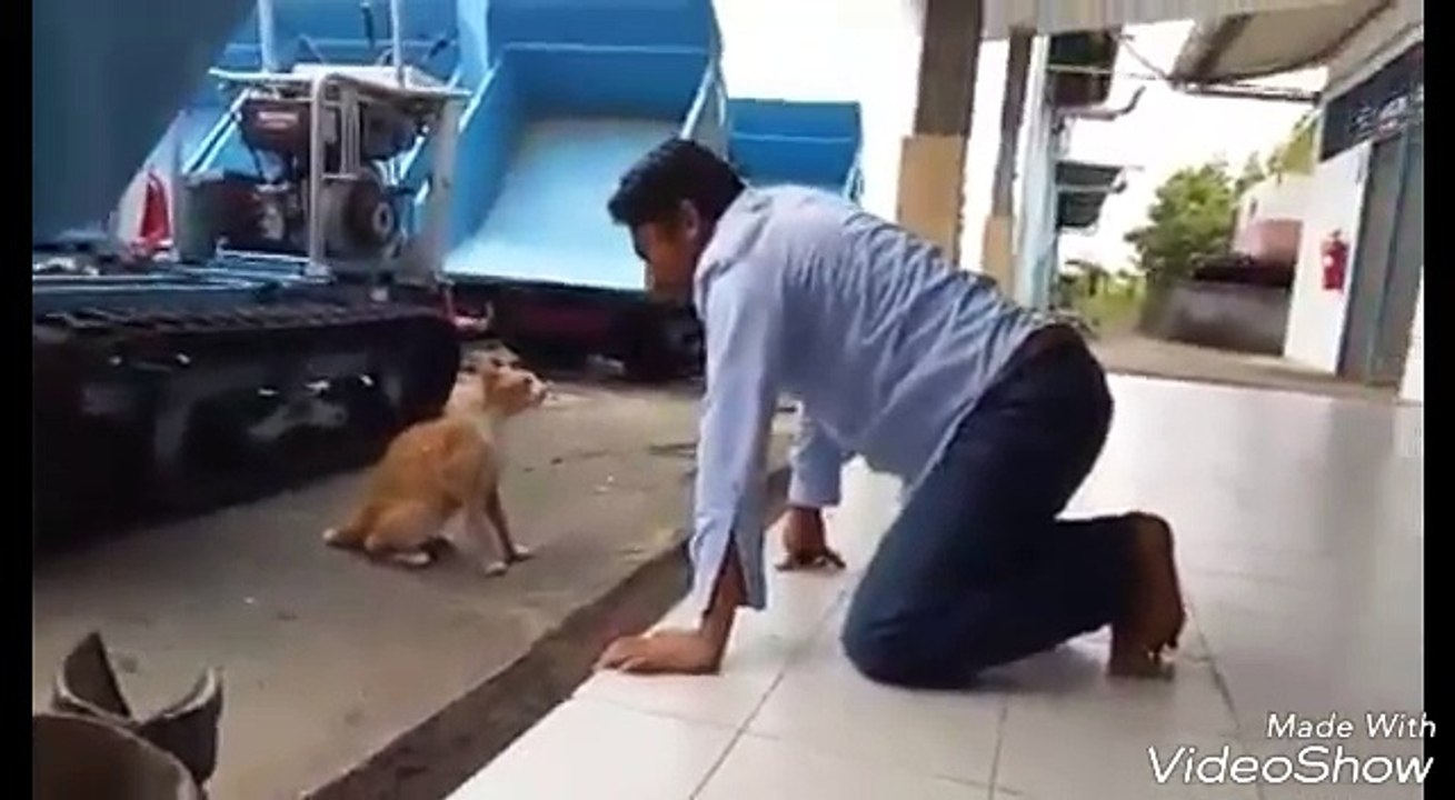 Wooow.. Pertarungam Sengit. Kucing Kampung Vs Kucing Garong Dll