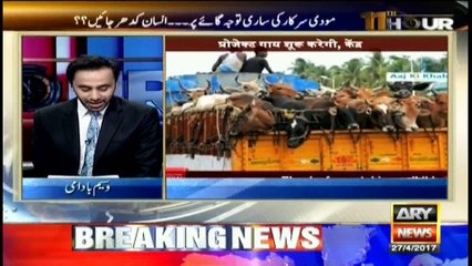 Cows identity card?...but where and why?