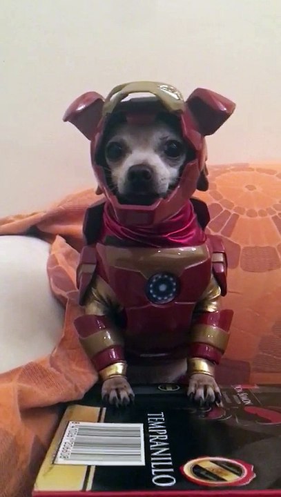 Iron Dog