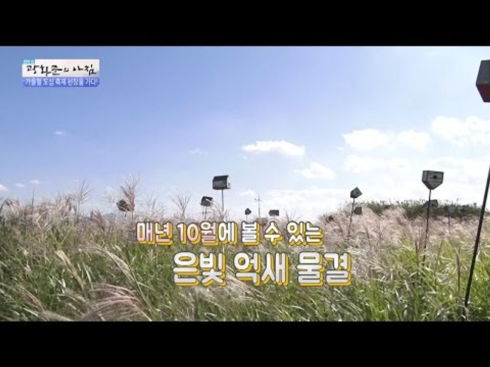 가을철 억새 축제! 10월, 은빛 억새밭! [광화문의 아침] 332회 20161010