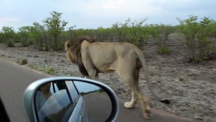 Ce lion préfère se balader seul ... et le fait savoir !