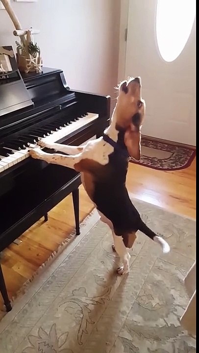 Un chien qui chante tout en jouant au piano !!