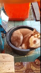 You won't Believe what this guy did to make his husky feel good...