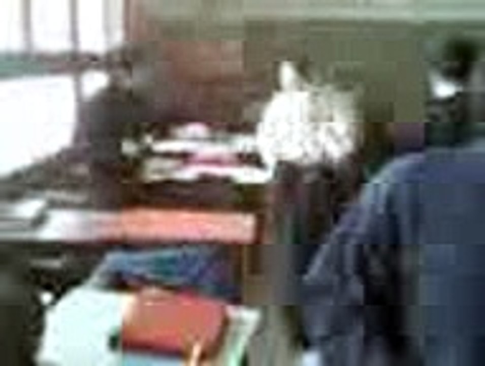 Video0002323 (8)