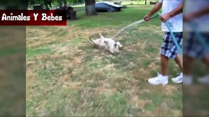Perros Chistosos Para Morirse de Risa - Videos De Risa 2017