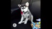 You won't believe what is going on with this husky puppy...so adorable
