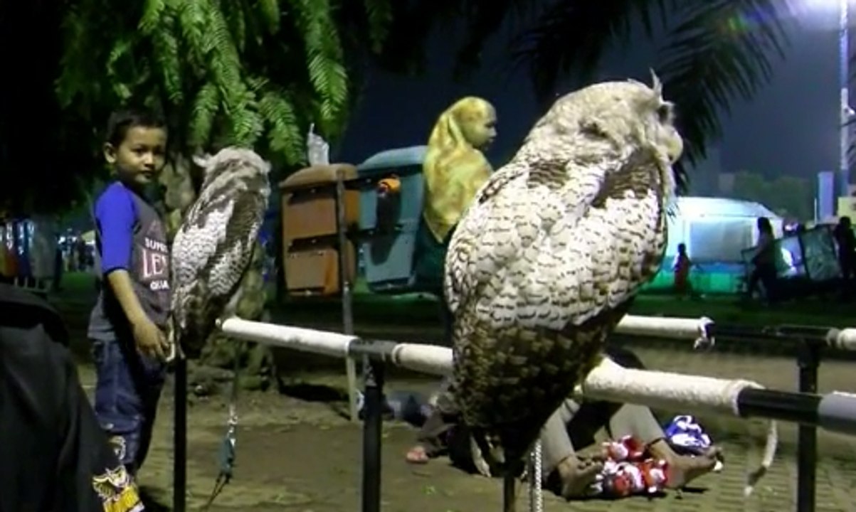 Hilangkan Mitos Seram Burung Hanti