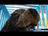 Por fin rescatan a lobos marinos en Chapultepec