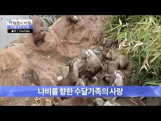 나비를 향한 수달가족의 애절함 [광화문의 아침] 331회 20161007