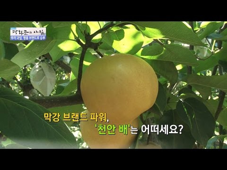 우리 명품 브랜드! ‘천안 배‘ [광화문의 아침] 331회 20161007