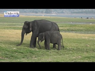 스리랑카에서 마주한 대자연과 코끼리! [광화문의 아침] 331회 20161007