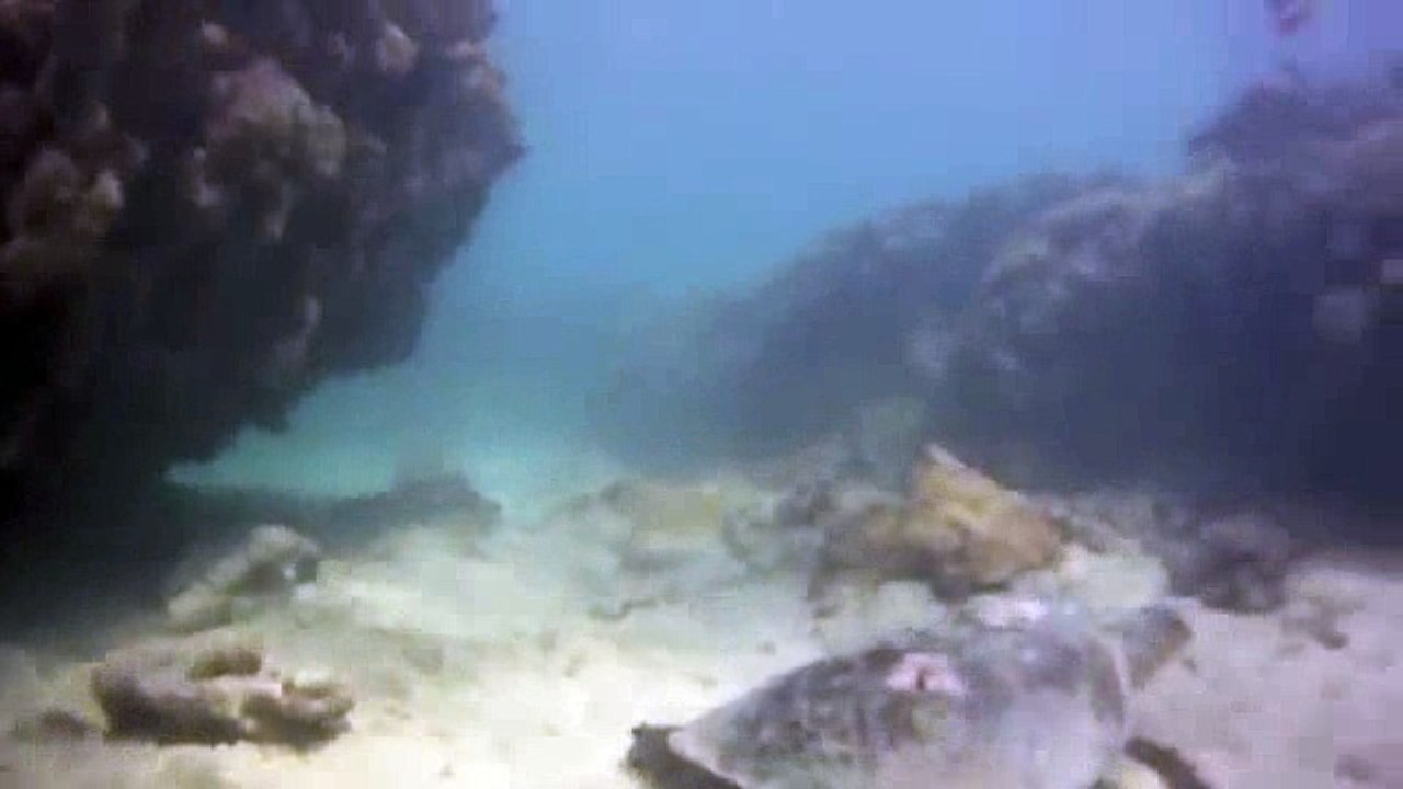 animals turtles-hehe _3