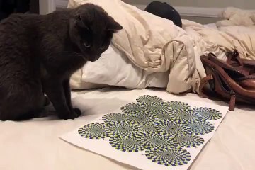 Cat Gets Dizzy Watching Optical Illusion
