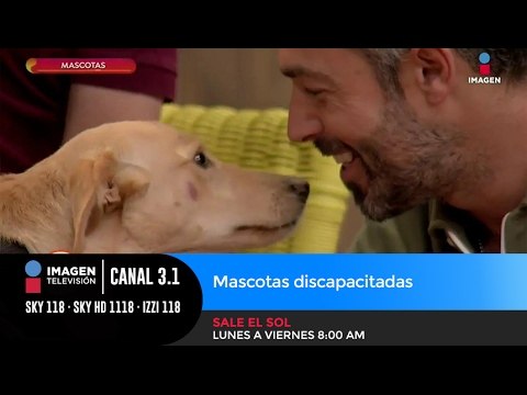 Mascotas discapacitadas