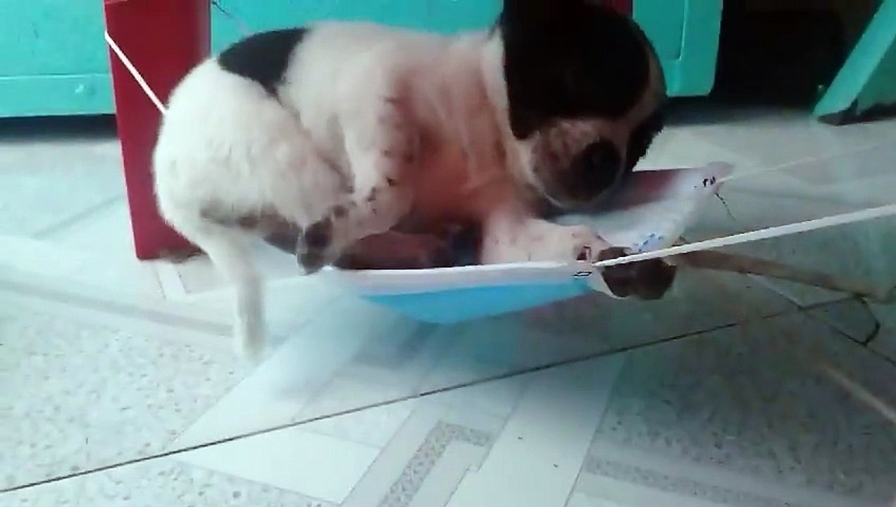 My Dog Sleeping