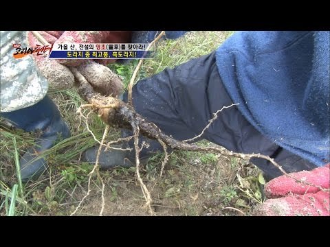 전설의 약초! 흑도라지를 찾다! [뉴 코리아 헌터] 18회 20161005