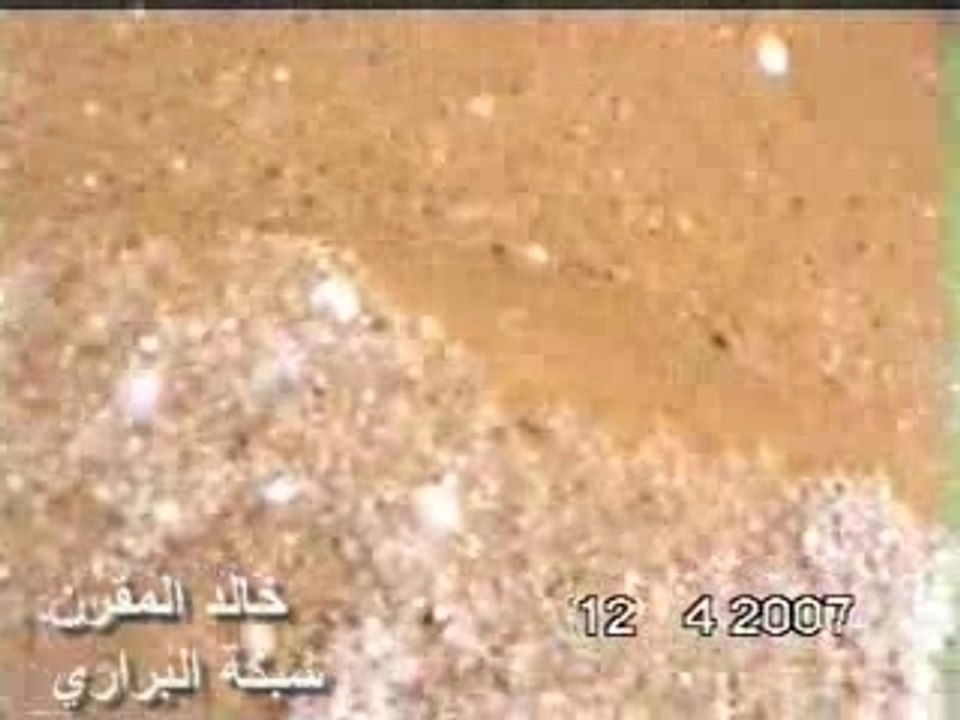 المملكة2