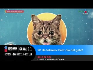 20 de febrero ¡Feliz día del gato!