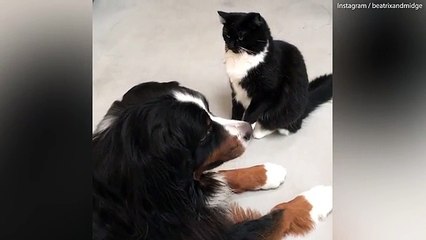 Beatrix the dog and Midge the cat take each other on in Boxing