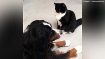 Beatrix the dog and Midge the cat take each other on in Boxing
