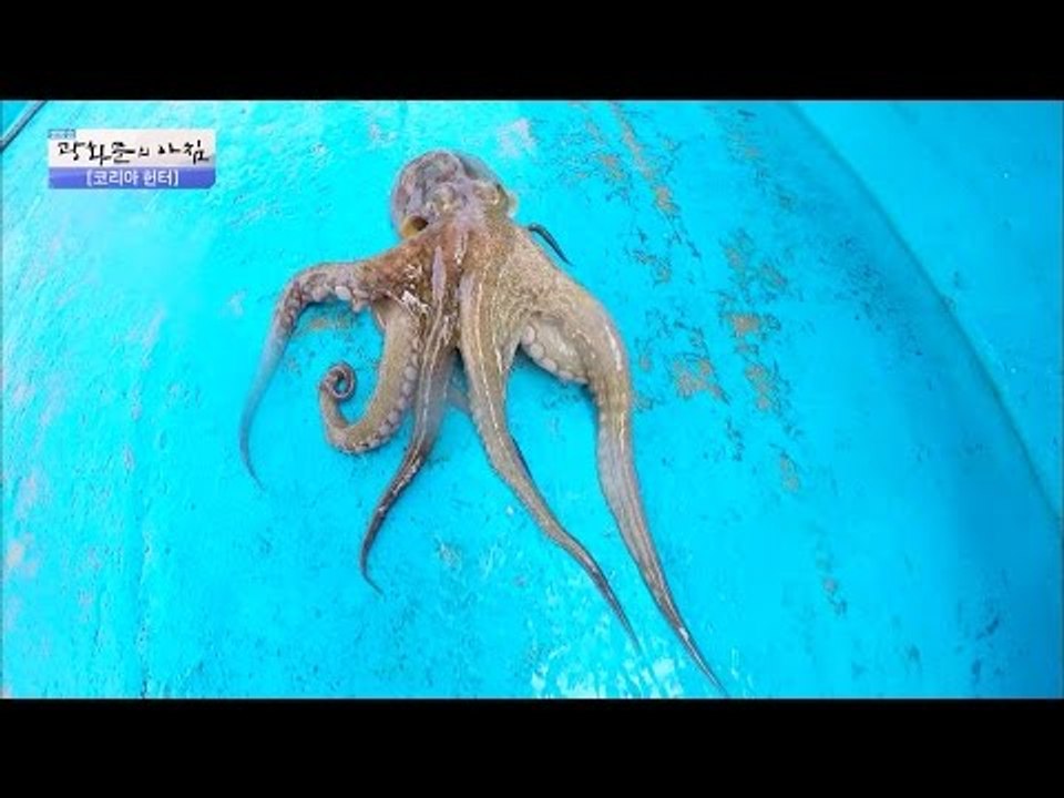 여수 앞바다에 숨겨진 보물의 정체는? [광화문의 아침] 329회 20161005