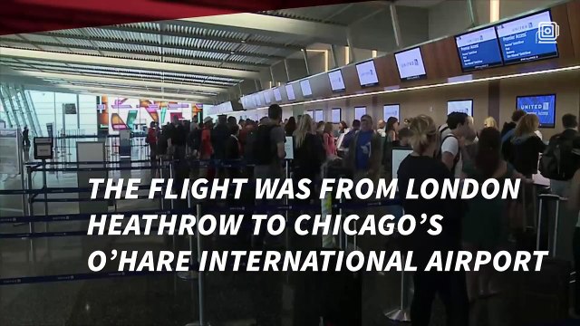 Simon The Giant Bunny Found Dead After United Airlines Flight