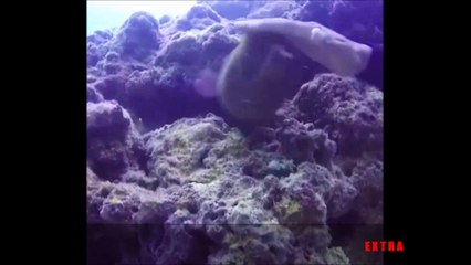 Diver scratches moray eel's head