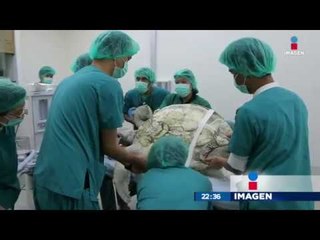 Operan a tortuga por comerse monedas que le arrojaban en su fuente