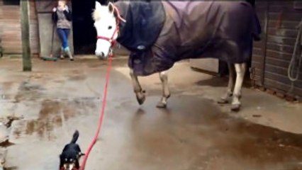 At Gezdiren Sevimli Köpek