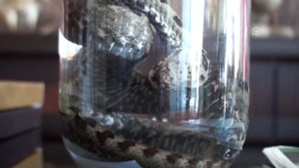 Boynuzlu Engerek Yılanı Vatandaşları Korkuttu