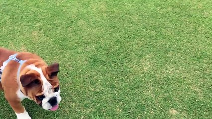 Ce petit bulldog rondouillard est incapable d'aller chercher sa balle, mais il reste particulièrement adorable, même dan