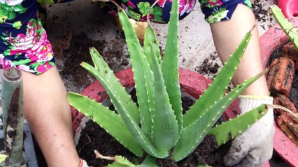 Mẹ tôi thay chậu nha đam nhỏ qua chậu bự dễ ẹt l MOV_0090