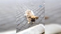 Duyarlı Esnaftan Felçli Köpek 