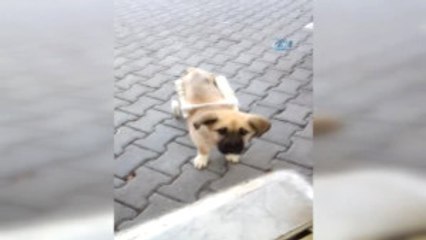 Duyarlı Esnaftan Felçli Köpek "Tosun"A Yürüteç