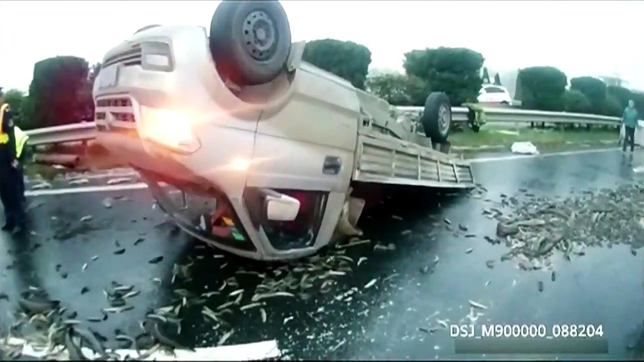 Un camion se renverse et recouvre la route de poissons