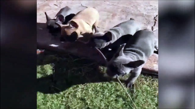 4 chiots veulent la meme branche