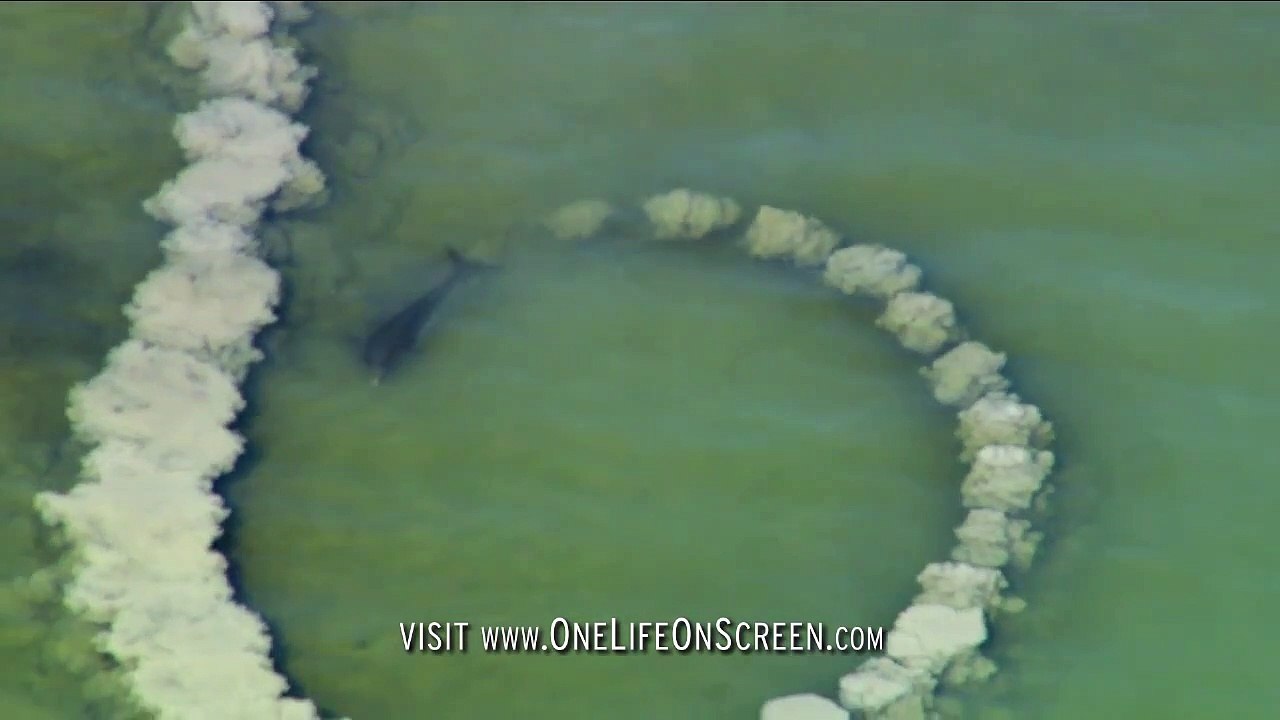 La technique de peche de ces dauphins est incroyable : cercle de boue pour aveugler les poissons