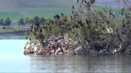 Afrika'dan Gelip Bu Adayı Seçiyorlar...amasya'da 'Pelikan Adası'