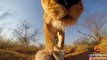 Un lion sauvage tombe sur une caméra GoPro...
