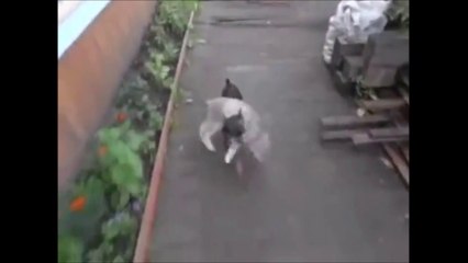 Ce chien porte son pote le chat sur sa tête