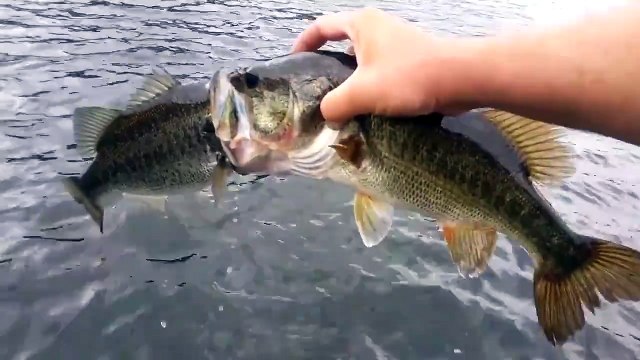 Un pêcheur aide 2 poissons coincés