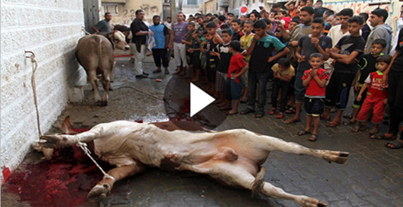 Cow Run