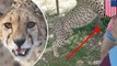Cheetah attacks 2 tourists on consecutive days at safari park