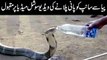 WATCH  A thirsty King Cobra drinking water from a water bottle has left the world dumbstruck