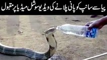 WATCH  A thirsty King Cobra drinking water from a water bottle has left the world dumbstruck