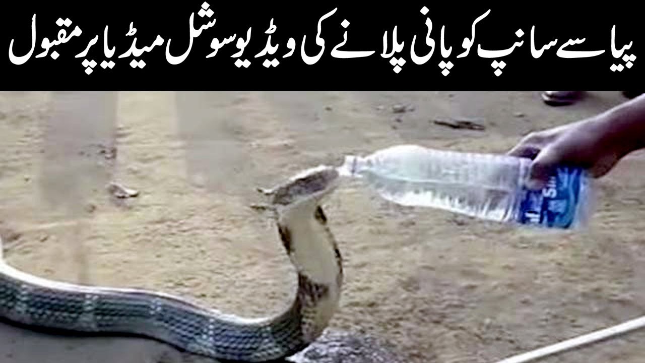 WATCH  A thirsty King Cobra drinking water from a water bottle has left the world dumbstruck